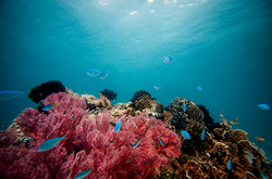 gili air coral diving