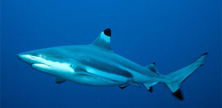 blacktip reef shark