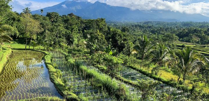 the rice plantations of Tetebatu Lombok