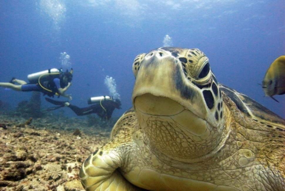 Green Turtle Open Water Training Dive