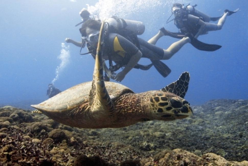Hawksbill Turtle Open Water Training Dives