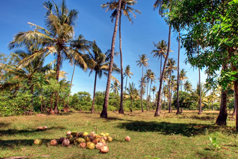 Coconut grove inland Gili Air