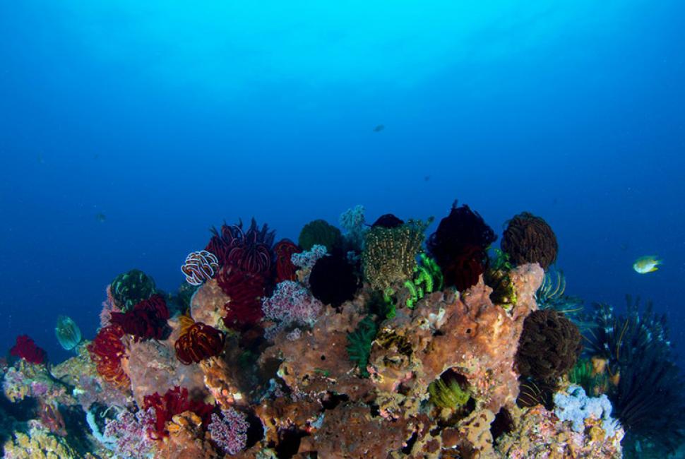 Coral Outcrop