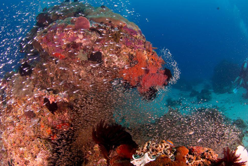 Gili Air coral 