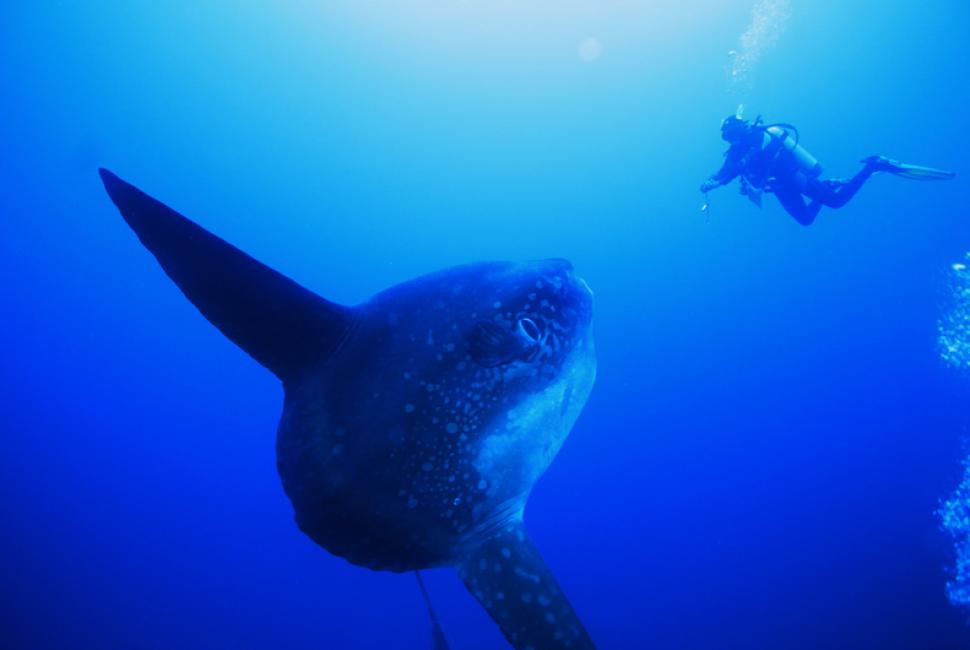 Sunfish Mola Mola