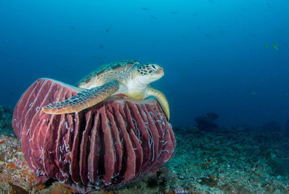 Turtle on Coral