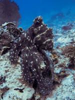 Octopus at Manta Dive