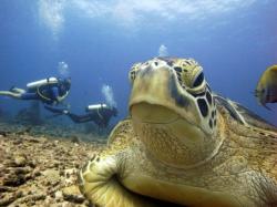 Green Turtle Open Water Training Dive