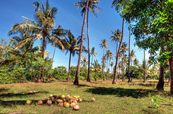 coconut grove gili air